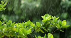 雨季常春藤雨下的自然鲜绿叶枝