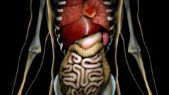 透明人体解剖 C 中的健康内脏