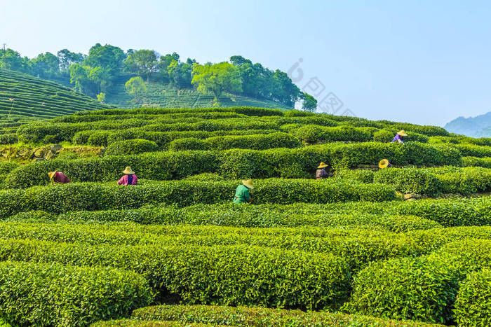 西湖龙井茶园 采茶