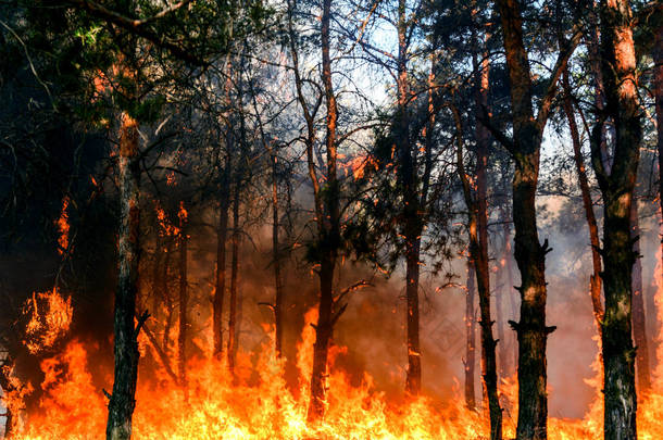 森林大火森林大火和大量烟雾烧毁树木