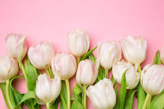 美丽的粉红色和白色的郁金香背景粉红色。春天的花朵。明信片在3月8日