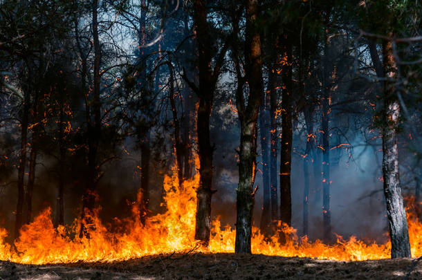 森林<strong>大火</strong>森林<strong>大火</strong>和大量烟雾烧毁树木