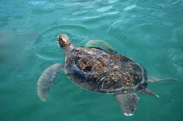 海龟在<strong>海水</strong>中游泳。橄榄绿色海龟特写。热带珊瑚礁野生动物。龟海底。热带海滨生态系统。蓝水大海龟。水生动物水下照片。<strong>海水</strong>中的绿海龟游泳.