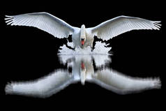 白色天鹅与张开的翼和它的反射在黑背景, 鸟作为标志