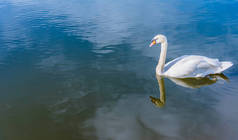 图片中一只白天鹅在湖中游泳.
