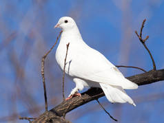 自然树上的白鸽