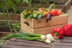 在温室里用板条箱里的新鲜蔬菜。有机农场.