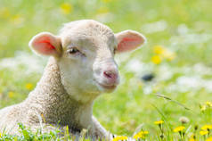 可爱的小羊羔看着在草地上的相机