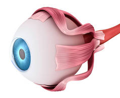 眼睛解剖-内部结构, 医学上精确3d 例证 .