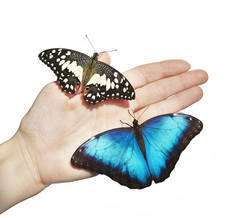 两只蝴蝶, 黄色和蓝色, 在女孩的手被隔绝在白色背景上