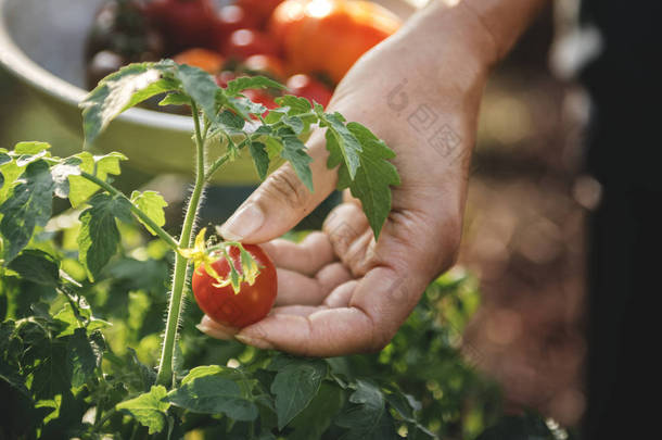 农夫采摘新鲜的蕃茄