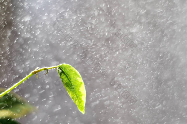 春天的雨。雨在长时间曝光。春天树叶和滴雨。春天树上的叶子。绿太阳的光束下树上的叶子.