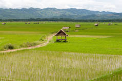 老挝 namtha 河谷的稻田, 有小屋的植物