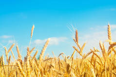 小麦穗和蓝天特写。金色的田野。美丽的景色。收获和生育的象征。收割, 面包.