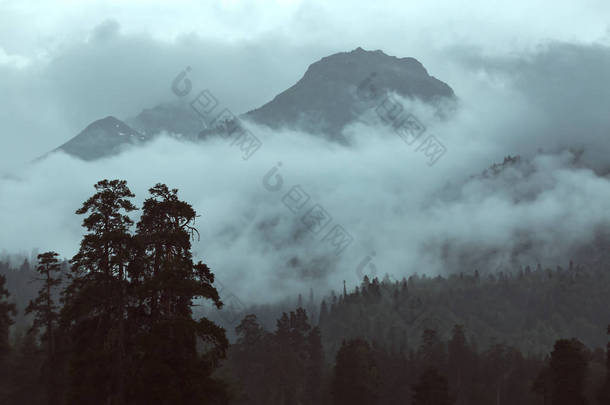 有森林的朦胧的雾的风景与时髦复古过滤器样式