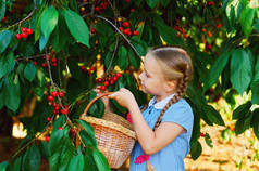 这孩子收集樱桃.一个漂亮的女孩采摘樱桃