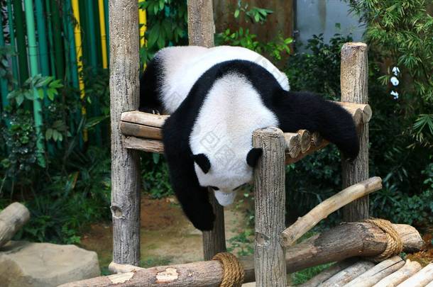 大熊猫 (大熊猫大熊猫), 也被称为熊猫熊或熊猫.