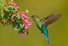 有粉红色花朵的蜂鸟。火热的喉蜂鸟, 在美丽的花朵旁边飞翔, 哥斯达黎加。行动野生动物现场从热带性质。鸟儿在飞翔, 阳光明媚的日子.