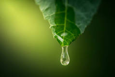 绿叶与水滴