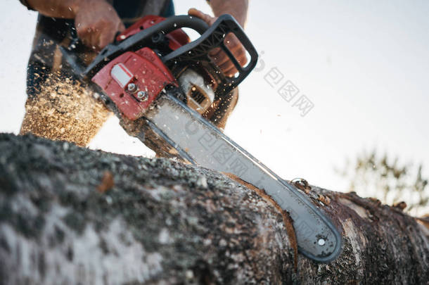 在伐木工人手中的电锯特写。专业伐木工人用电锯锯一棵大树