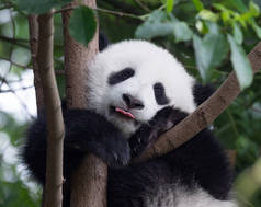 快乐的熊猫宝宝把他的舌头