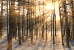 松树林树的结霜树枝上的太阳光线的冬季景观