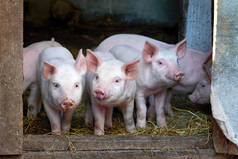 农场里的小可爱猪生长的猪。动物肖像
