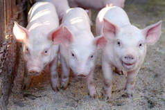 农场里的小可爱猪生长的猪。动物肖像