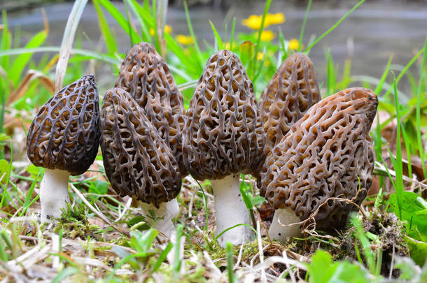 大组七黑羊肚菌或羊肚尖顶, 早春野生蘑菇在自然栖息地在山溪沿岸