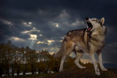 一只愤怒的狼在秋景的背景下微笑和咆哮