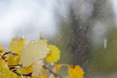 秋季背景黄色橙色桦树叶雨滴特写