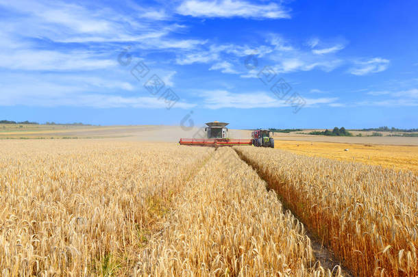 在小麦地里干活的联合收割机，在农村收割的联合收割机