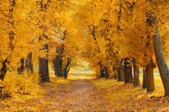 美丽的乡村道路在一个阳光明媚的秋日。有金色叶子的树.