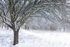 美丽的冬季雪景在林地森林与树木覆盖着新鲜的雪