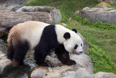 巨大的熊猫 (白色的熊猫)。巨大的熊猫, 或竹熊, 是熊家族的哺乳动物, 有一种特殊的黑白相间的羊毛。一个大熊猫白色的主要背景颜色, 但眼睛周围有黑点 (