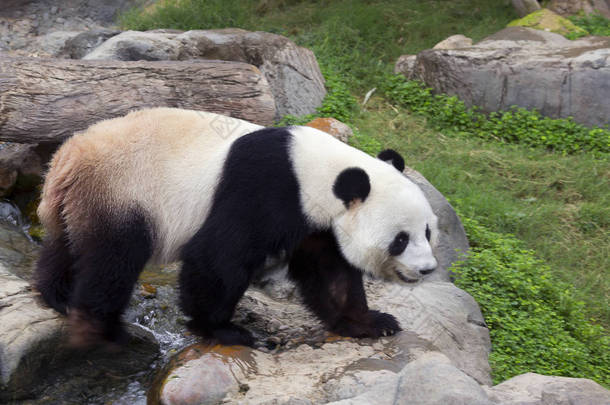 巨大的熊猫 (白色的熊猫)。巨大的熊猫, 或竹熊, 是熊<strong>家族</strong>的哺乳<strong>动物</strong>, 有一种特殊的黑白相间的羊毛。一个大熊猫白色的主要背景颜色, 但眼睛周围有黑点 (