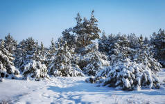 雄伟壮观的白色云杉，覆盖着霜和雪，灼热的阳光。如诗如画和华丽的冬日景致。蓝色的色调。新年快乐！美丽世界.