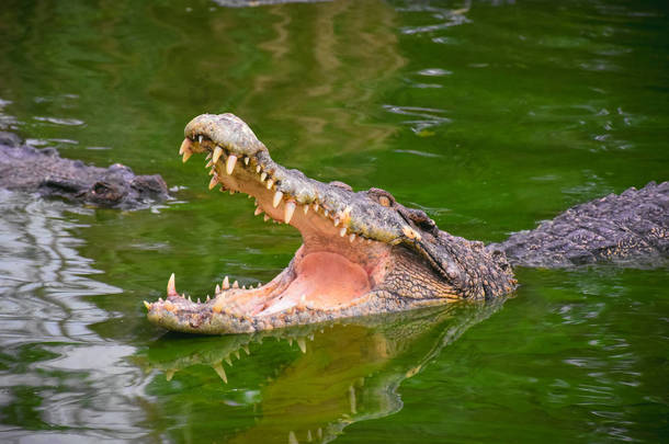 有开口下巴的<strong>鳄鱼</strong>。在有绿色水的池塘里的<strong>鳄鱼</strong>的轮廓。张开嘴, 牙齿锋利。强烈的黄色<strong>眼睛</strong>.