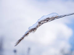 在天空背景下覆盖着雪的小穗。宏观.