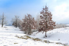 冬季场景与结霜的树木在雪顶土地上