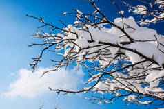 蓝天和雪覆盖的树枝，冬季