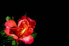 红色玫瑰与露珠查出在黑色背景。完美的背景贺卡和邀请婚礼, 生日, 情人节, 母亲节.