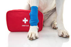 INJURED DOG. CLOSE UP PAW LABRADOR   WITH A BLUE BANDAGE OR ELASTIC BAND ON FOOT AND A EMERGENCY  OR