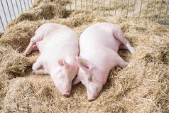 在养猪场, 两只粉红色的肥猪睡在干草和秸秆上。猪肉厂