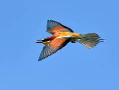 欧洲的食蜂鸟 （merops apiaster） 在自然栖息地