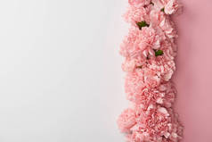 在灰色背景上隔离的美丽的粉红色康乃馨花的顶部视图