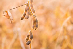 成熟的大豆豆荚在野外。复制文本的空间