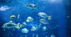 海水鱼水下游泳组的图片