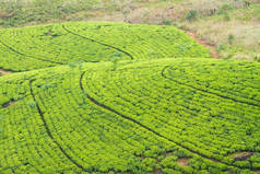 山上的大茶园, 锡兰, 斯里兰卡的风景