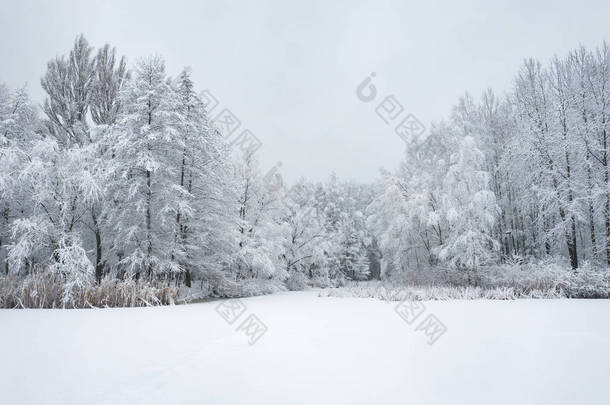 鸟的冬季美丽的风景与树木覆盖着白霜和雪。冬天的风景从上面。用无人机拍摄的风景照片.